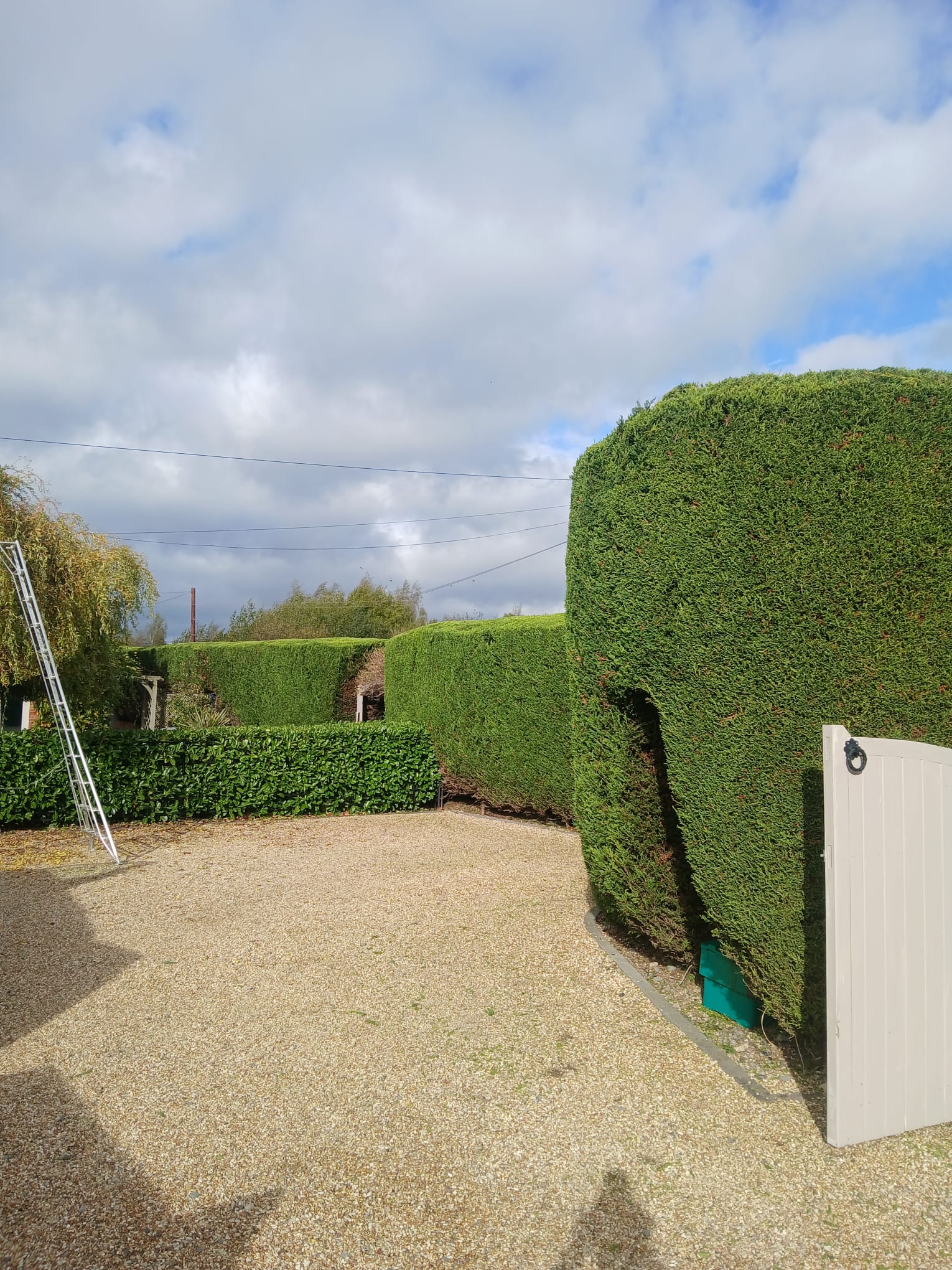 After hedge trimmed
