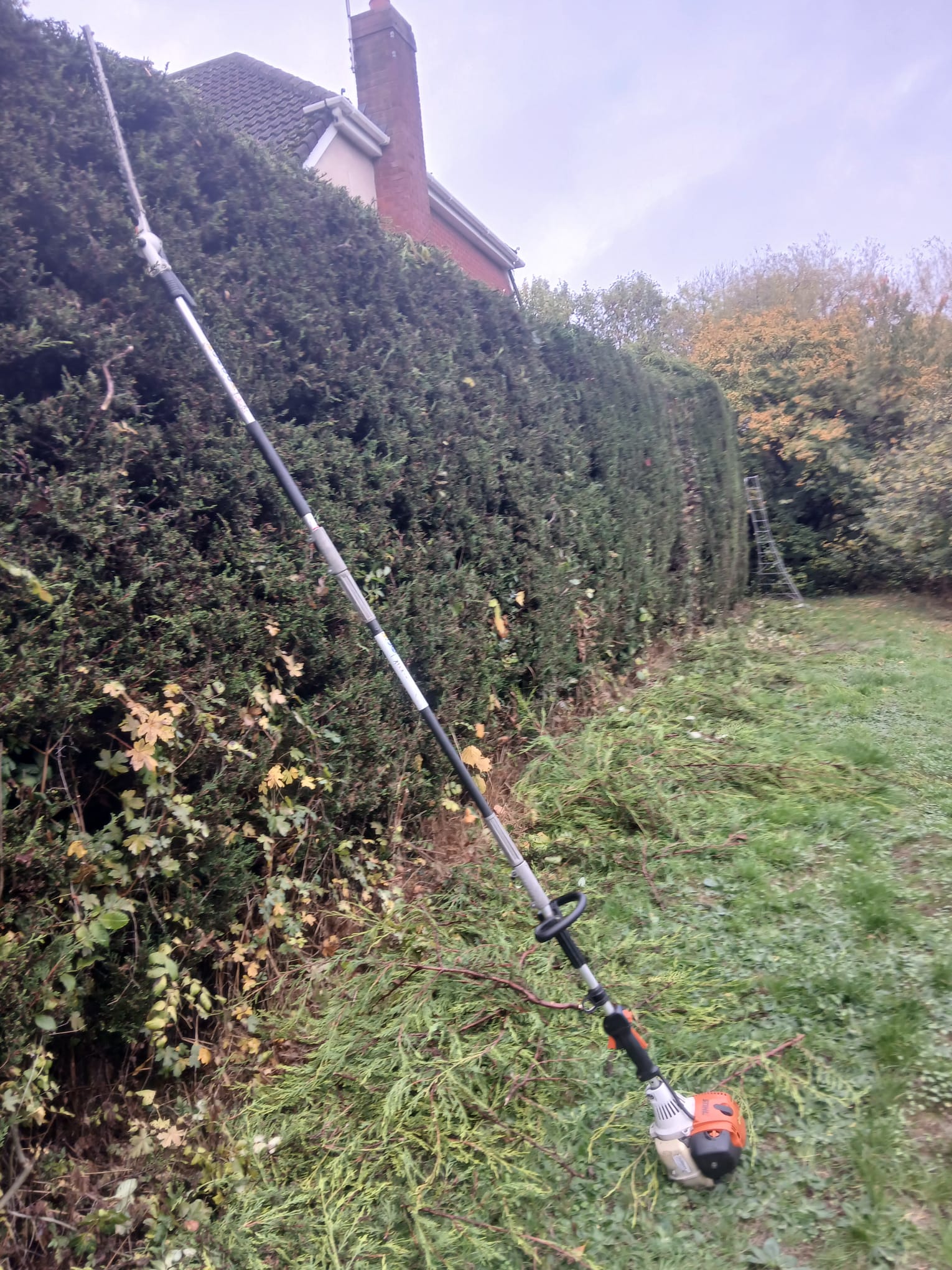 After hedge trimming