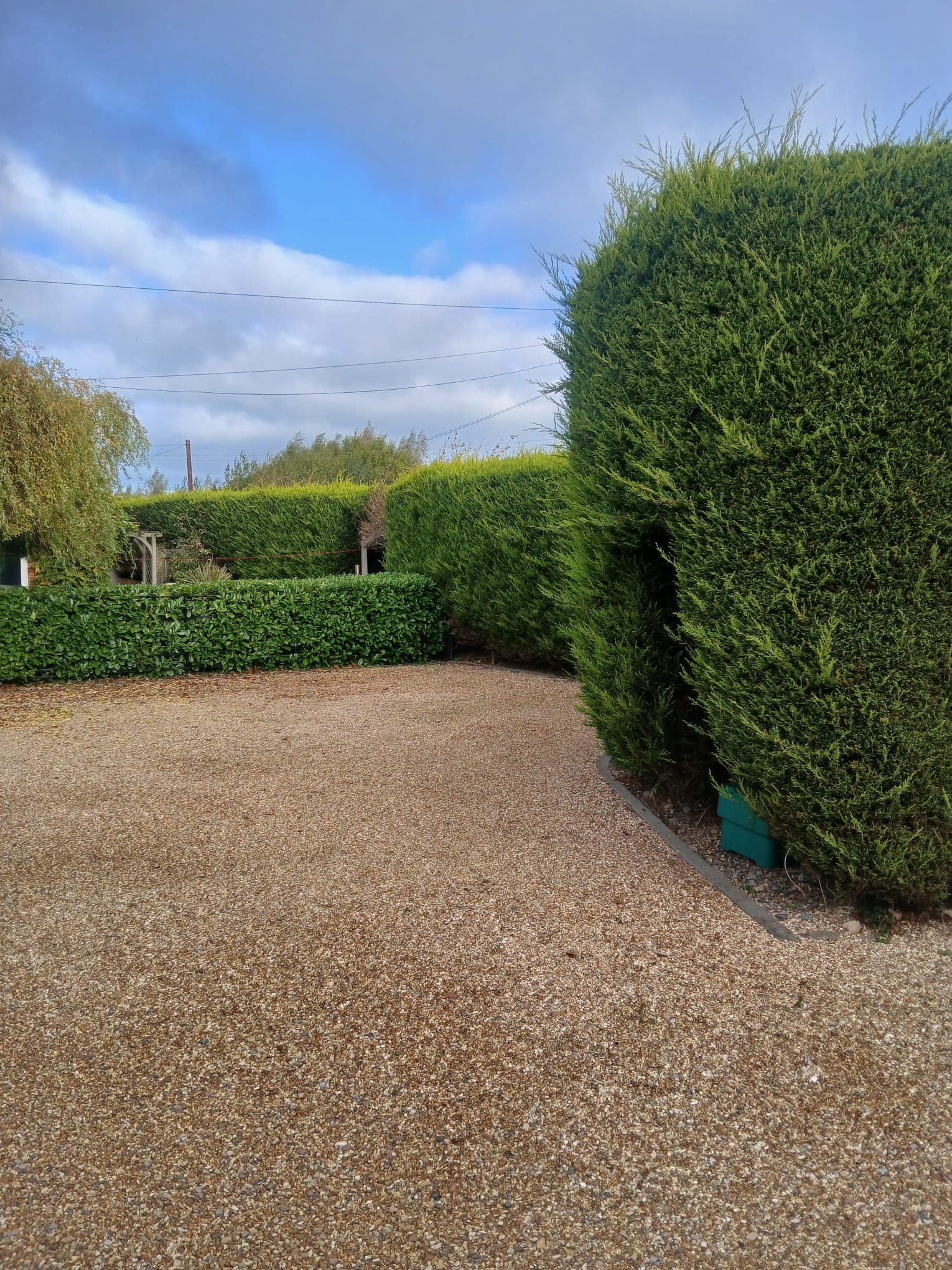 Before hedge trimmed
