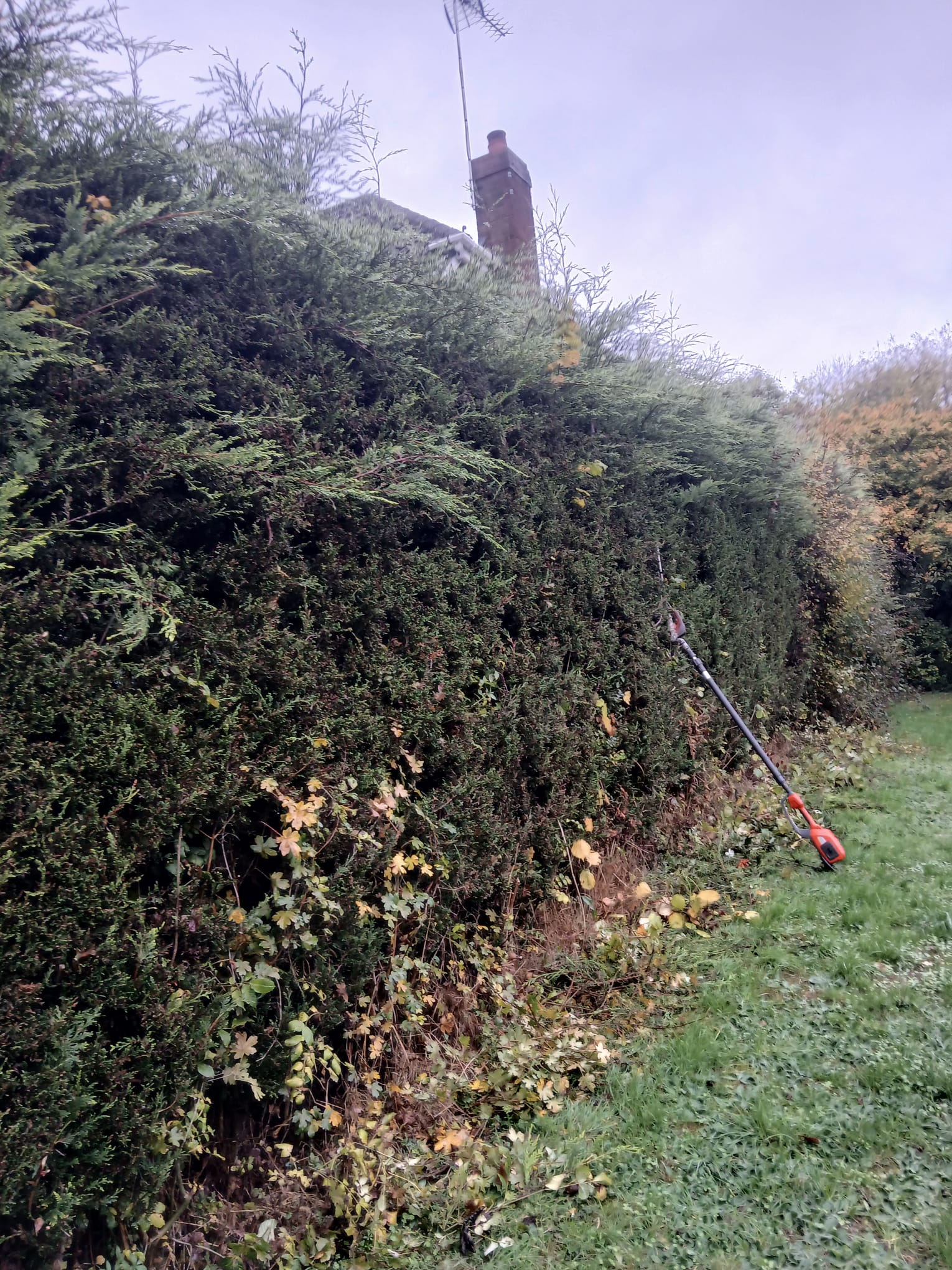 Before hedge trimming
