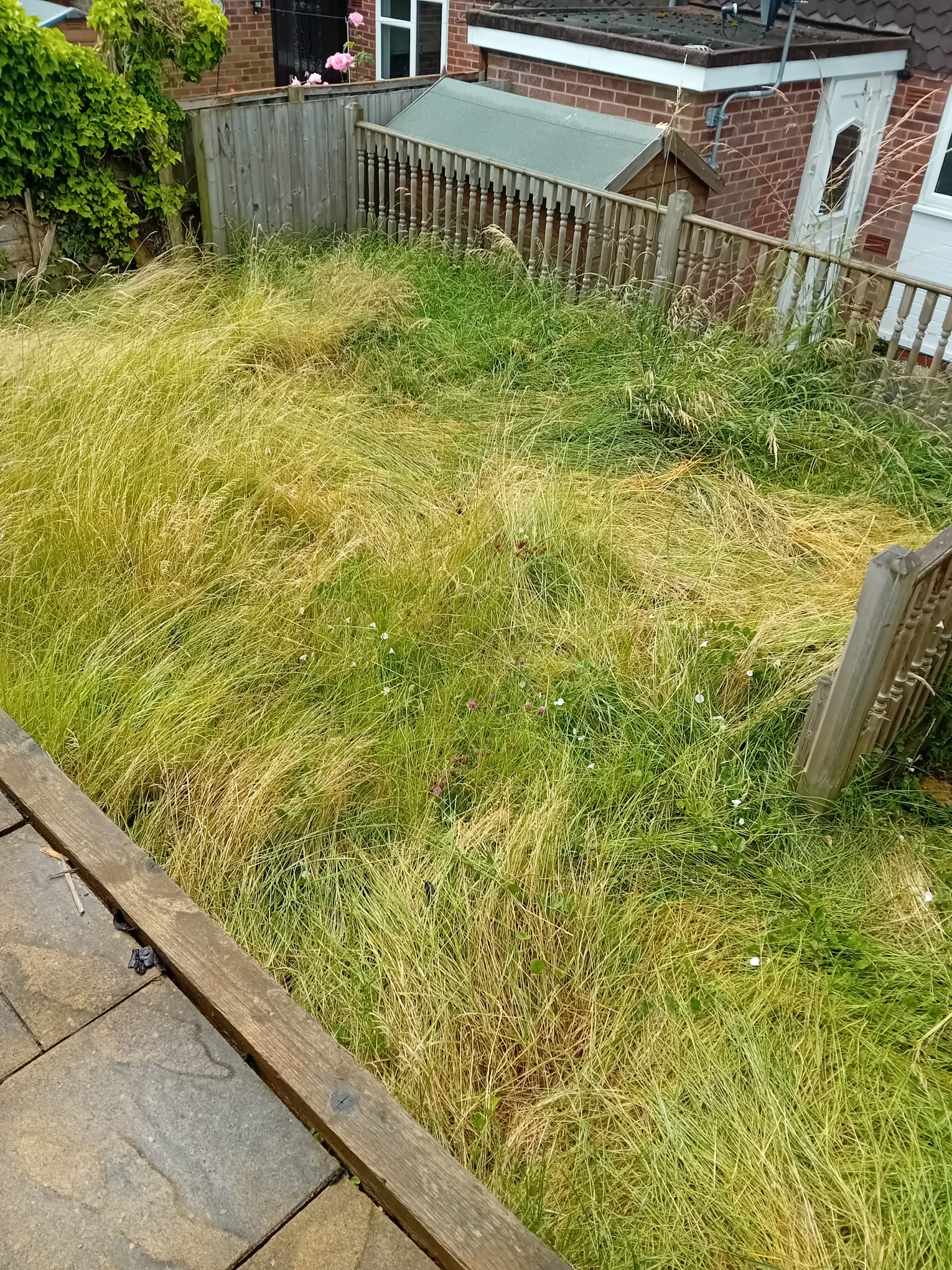 Before cutting of long grass