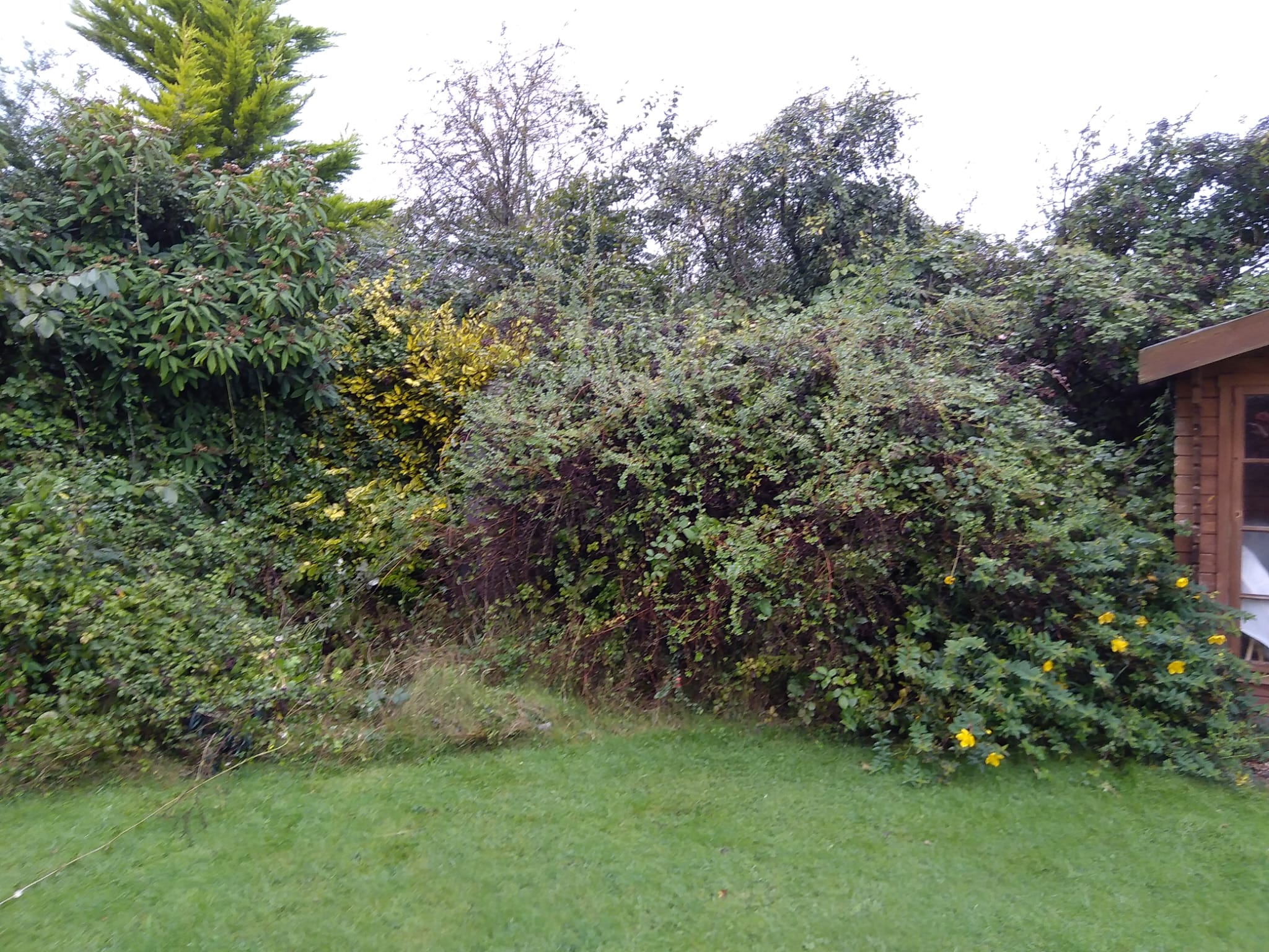 Before removal of shrubbery and small trees